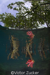 mangroves 3 this one from solomon islands by Victor Zucker 